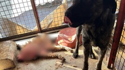 Mamak Barınağı'nda Skandal Görüntüler! Köpeklere Kötü Muamele Kamerada, 'Köpekler Açlıktan Birbirini Yedi' İddiası