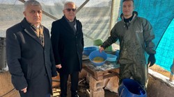 Soğuk Havada Alabalık Sağımı Van'da Gerçekleşti