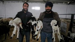 Devlet Desteği ile Çiftlik Kurdu: Şimdi 1500 Küçükbaş Hayvanları Var