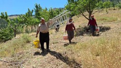 Adana'da Mucize Meyvenin Hasadı Erken Bitti! Ağrı Kesiciden Daha Etkili İltihabı Kurutuyor, Kalbi Motor Gibi Çalıştırıyor