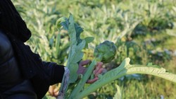 Aydınlıları Sevindirecek Gelişme, Coğrafi İşaret Tescili Aldı