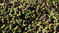60 Milyon Dolarlık Zeytin Hamlesi