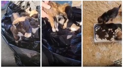 Vahşetin Adresi Bu Kez Edirne! Yavru Köpekleri Poşet İçinde Çöpe Attılar