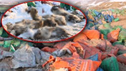 Vahşetin Adresi Bu Kez Hakkari! Kömür Torbalarının Arasında Onlarca Köpek Ölü Bulundu