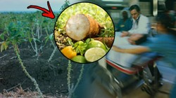 Milyonlarca İnsanın Yediği Sebzede 'Ölümcül' Tehlike! Çiğ Tüketenler Risk Altında