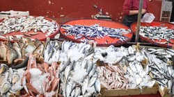 Şubat Ayında Hangi Balıklar Tüketilmeli? İşte Mevsimin En Lezzetli Balıkları
