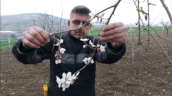 Yaz Meyvesi Kışın Ortasında Çiçek Açtı, 'Bu Ayda Olma Şansı Sıfır'