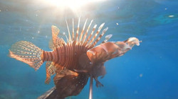 Ayvalık'ta İki Yeni Deniz Canlısı Görüntülendi