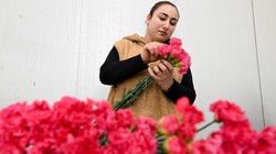 30 Ülkenin Sevgililer Günü Hediyesi Türkiye'den! 75 Milyon Dal Kesme Çiçek Gitti