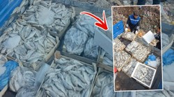Hepsini Vatandaşa Yedireceklerdi! Tam 16 Kasa İmha Edildi