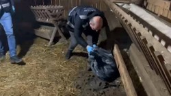 Kümesten Çıkanlar Şoke Etti