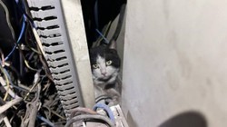Elektrik Panosuna Giren Kedi Böyle Kurtarıldı