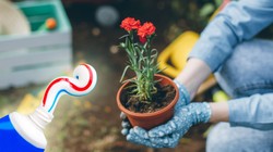 Bitkileriniz İçin Diş Macunu Kullanmayı Düşündünüz mü? Deneyenin Ağzı Açık Kalıyor!