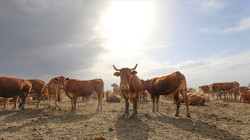 Resmi Gazete’den Duyuruldu: Hayvancılık Desteklemelerinde Değişiklik
