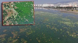 İzmir Körfezi'nde Korkutan Görüntü! Yeşil Kabus Her Yeri Kapladı