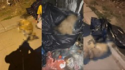 Vahşetin Sonu Gelmiyor! İstanbul'da Katliam Var: Köpekleri Öldürüp Çöpe Attılar