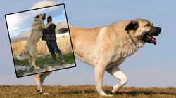 Dünyanın Çenesi En Güçlü Köpekleri Belli Oldu! Sivas Kangal Köpeği Listeye Açık Ara Damgasını Vurdu