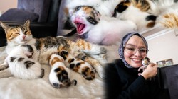 Günün Yürek Isıtan Haberi! Cemaat İstemediği İçin Camiden Atılmışlardı: Anne Kedi ve Yavruları Yeni Yuvasında