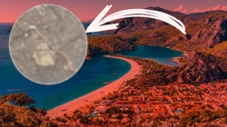 Akdeniz ve Ege'yi Örümcek Ağı Gibi Sardı… Dokununca Ölüm Saçıyor, Hepsi Zehirli