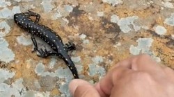 Elazığ'da Görüntülendi... Nesli Tükenme Tehdidi Altında
