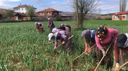 Beyaz Altın Mesaisi Başladı: Çiftçiler Tarlaya İndi! Büyük Hasatta Geri Sayım