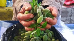 Yılda Bir Kez Görülüyor! Artık Tezgahta, Kilosu 250 TL