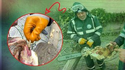 Avrupa'nın Kabusu Türkiye'ye Sıçradı! Avcılar'ı İstila Etti, İlaç Etki Etmiyor