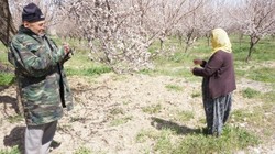 Dondan Etkilenen Kayısıda Hasar Tespiti Yapılmaya Başlandı