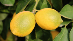Ticaret Bakanlığı Açıkladı: Limon İhracatı Durduruldu
