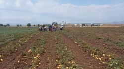 Halk Arasında Nazar Otu Diye Biliniyor: Cebinde 3 Tane Taşıyanı Kazadan Beladan Koruyor