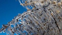 Ankara Valiliği Zirai Dona Karşı Uyardı