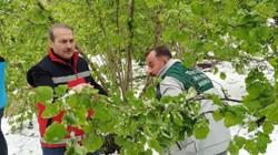 Terme'de Zirai Donun Ardından Hasar Tespiti Başladı