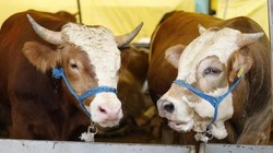 2025 Kurban Hisse Bedelleri Belli Oldu: Kurban Bayramı'nda Kim Nerede Kaç Liraya Kurban Kesecek?
