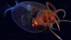 Dev Kalamar İlk Kez Görüntülendi