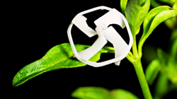 Pil Yok, Kablo Yok... Bir Arı Kadar Küçük: Dünyanın En Hafif Robotu Gökyüzünde