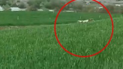 Diyarbakır'da Kaçan Dana 8 Aydır Yakalanamıyor