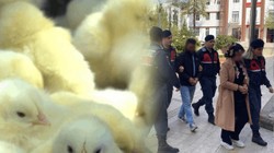'Kaçak Civciv' Skandalında Yeni Gelişme! Valilikten Açıklama Geldi