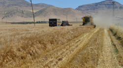 Milyonluk Buğday Vurgununda 9 Tutuklama