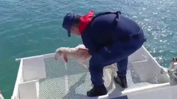 Denize Düşen Kuzuyu Sahil Güvenlik Kurtardı, O Anlar Kamerada