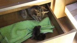 Doğum İçin Yer Bulamayan Anne Kedi Bakın Nereye Doğurdu