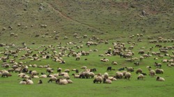 Karlar Eridi, Meralar Yeniden Hayvanlara Kaldı