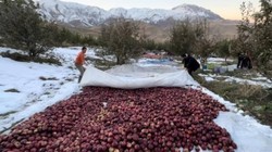 Sezonun Son Hasadı Yapıldı! Türkiye’nin En Kaliteli Ürünü Seçildi, Kalbi Motor Gibi Çalıştırıyor