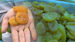 Zirai Don Vurdu, Kayısıda 'Eczane' Dönemi