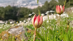 Bu Çiçek Sadece 10 Gün Yaşıyor! Koparan Yandı, Cezası Büyük