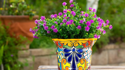 33 Yıllık Bahçıvan Yemyeşil Saksıların Sırrını Verdi: Çiçek Dolu Saksılar İçin Bunu Yapın