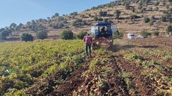Geciken Hasat Sonunda Başladı! Yeni Rekor Oldu, Mayısa Kadar Sürecek