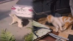 Birini Vurdular Birini Boğdular: İki Ayrı Şehirde İki Hayvana Acımadılar
