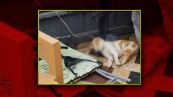 Samsun'da Bir Kedi Cami Avlusunda İple Boğulmuş Halde Bulundu