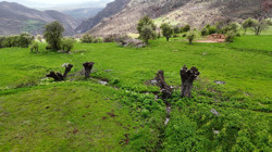 Tunceli'de Ceviz Ağacı Katliamı