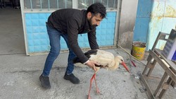Yorgun Leylek Sanayi Sitesine Sığındı